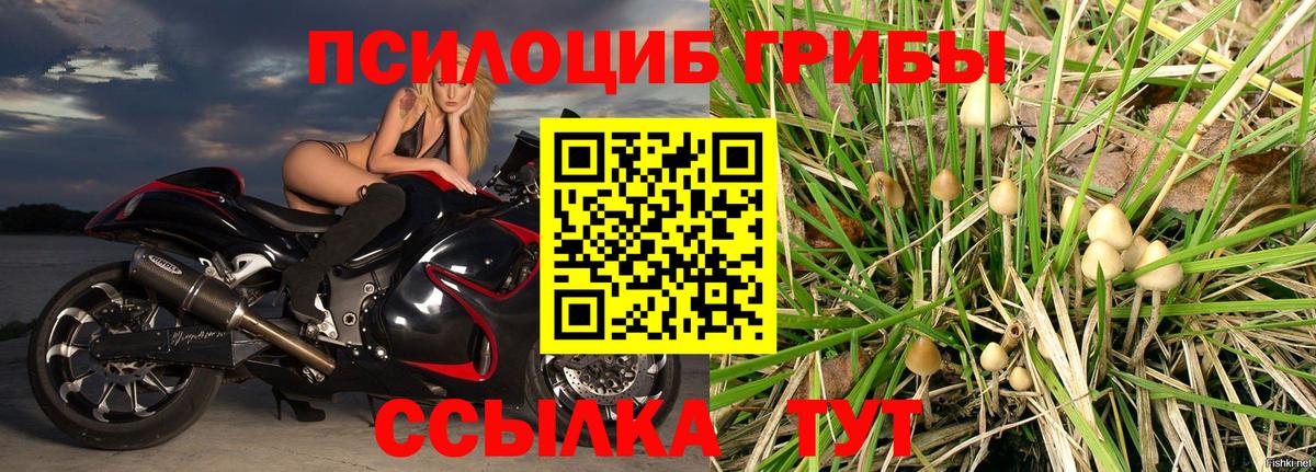 Камень-на-Оби  Псилоцибиновые грибы ЛСД  Вход с VPN  Галлюциногенные грибы GOLDEN TEACHER 